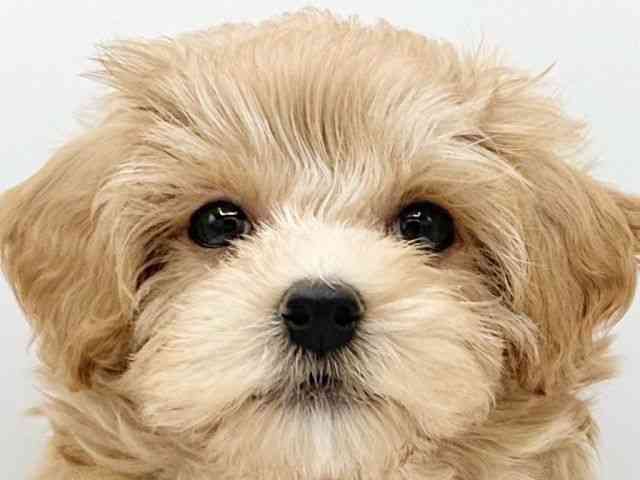 京都府のハーフ犬・ミックス犬 (ひごペットフレンドリーイオンモール高の原店/2026年4月11日生まれ/男の子/アプリコット)の子犬の1枚目の画像
