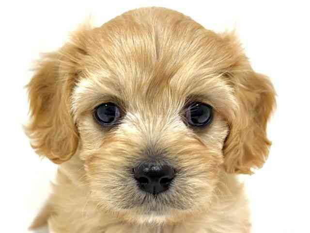 奈良県のハーフ犬・ミックス犬 (ひごペットフレンドリーイオンモール橿原ウエスト・ビレッジ店/2026年4月10日生まれ/男の子/クリーム)の子犬の1枚目の画像