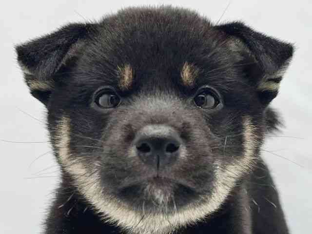柴犬