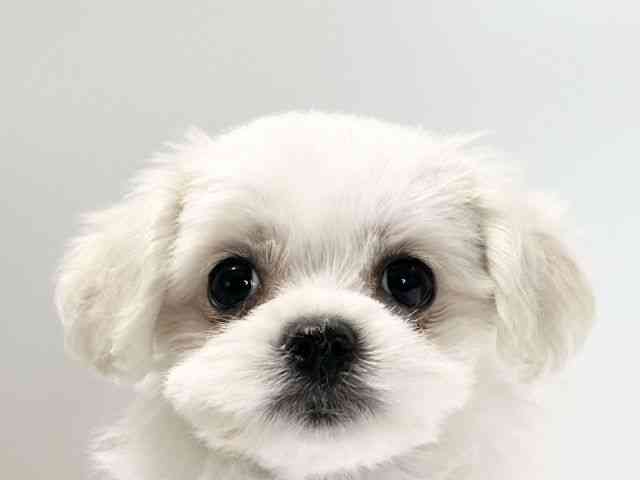 愛媛県のハーフ犬・ミックス犬 (ひごペットフレンドリーイオンモール今治新都市店/2026年4月13日生まれ/女の子/ホワイト)の子犬の1枚目の画像