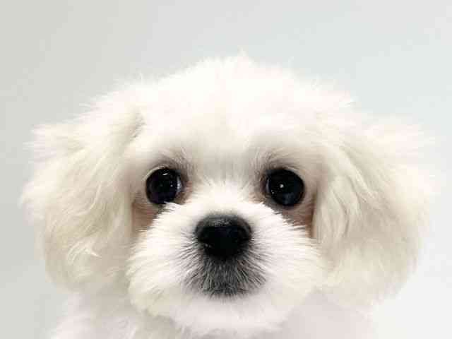島根県のハーフ犬・ミックス犬 (ひごペットフレンドリーイオンモール出雲店/2026年4月13日生まれ/女の子/ホワイト)の子犬の1枚目の画像