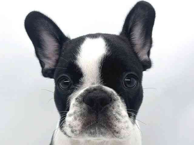 兵庫県のフレンチブルドッグ (ひごペットフレンドリーイオンタウン加古川店/2026年4月15日生まれ/男の子/パイド)の子犬の1枚目の画像