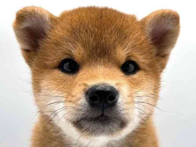 奈良県の柴犬(標準サイズ) (ひごペットフレンドリー田原本店/2026年4月13日生まれ/女の子/赤)の子犬の1枚目の画像