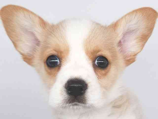 大阪府のハーフ犬・ミックス犬 (ひごペットフレンドリー泉ヶ丘店/2026年4月19日生まれ/男の子/レッドホワイト)の子犬