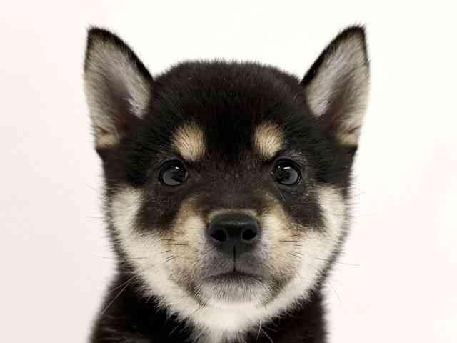 柴犬