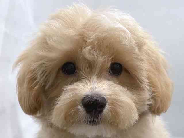 京都府のハーフ犬・ミックス犬 (ひごペットフレンドリー京都店/2026年4月15日生まれ/男の子/クリーム)の子犬の1枚目の画像