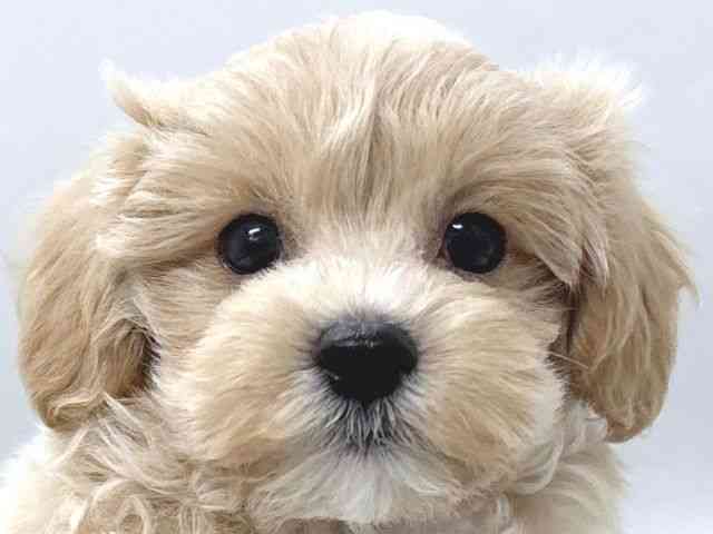 京都府のハーフ犬・ミックス犬 (ひごペットフレンドリー京都店/2026年4月15日生まれ/男の子/クリーム)の子犬の1枚目の画像