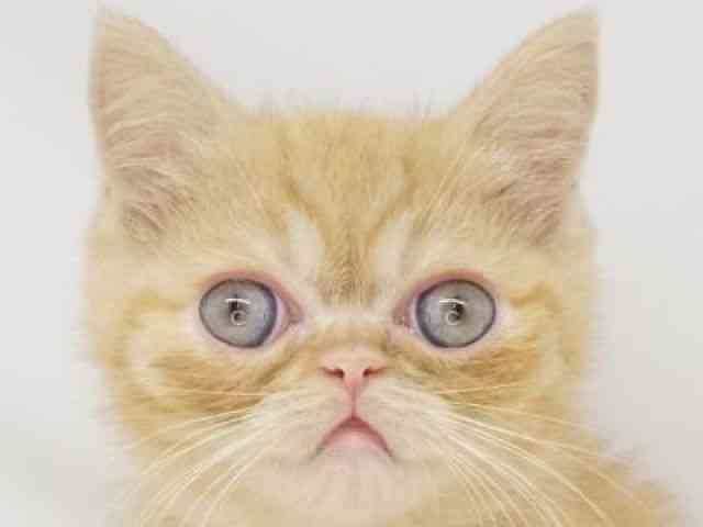 エキゾチック