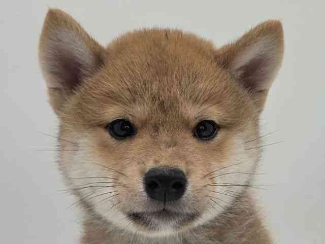 島根県の柴犬(標準サイズ) (ひごペットフレンドリーイオンモール出雲店/2026年4月20日生まれ/男の子/赤)の子犬の1枚目の画像