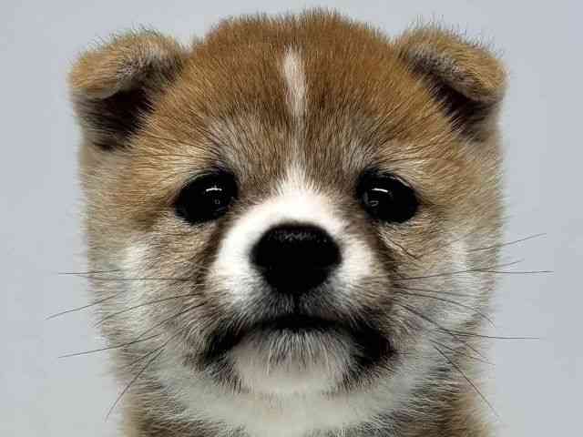 柴犬