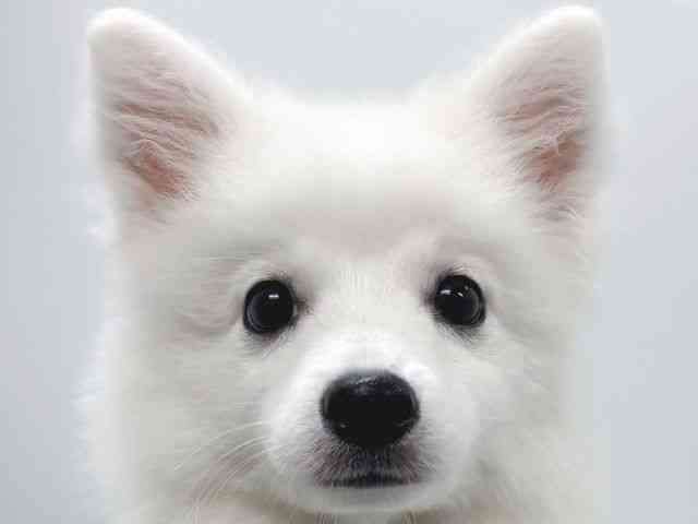 pet image