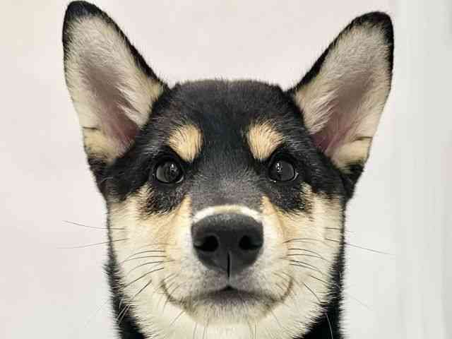 高知県の柴犬(標準サイズ) (ひごペットフレンドリーイオンモール高知店/2026年4月24日生まれ/男の子/黒)の子犬の1枚目の画像