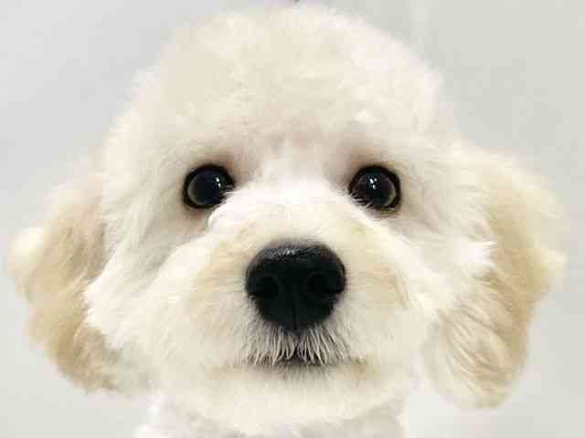 高知県のハーフ犬・ミックス犬 (ひごペットフレンドリーイオンモール高知店/2026年4月22日生まれ/男の子/クリーム)の子犬の1枚目の画像