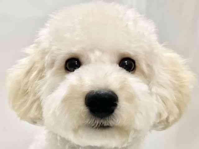 高知県のハーフ犬・ミックス犬 (ひごペットフレンドリーイオンモール高知店/2026年4月22日生まれ/男の子/クリーム)の子犬の1枚目の画像