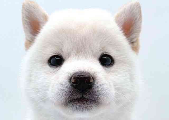 柴犬