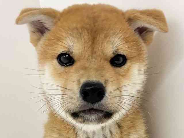 広島県の柴犬(標準サイズ) (ひごペットフレンドリーアルパーク広島店/2026年4月26日生まれ/男の子/赤)の子犬の1枚目の画像