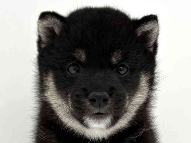柴犬