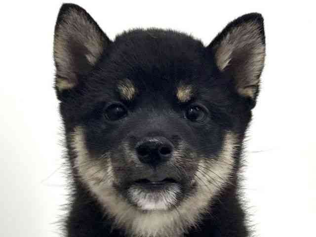 大阪府の柴犬(標準サイズ) (ひごペットフレンドリーくずはモール店/2026年4月26日生まれ/男の子/黒)の子犬の1枚目の画像
