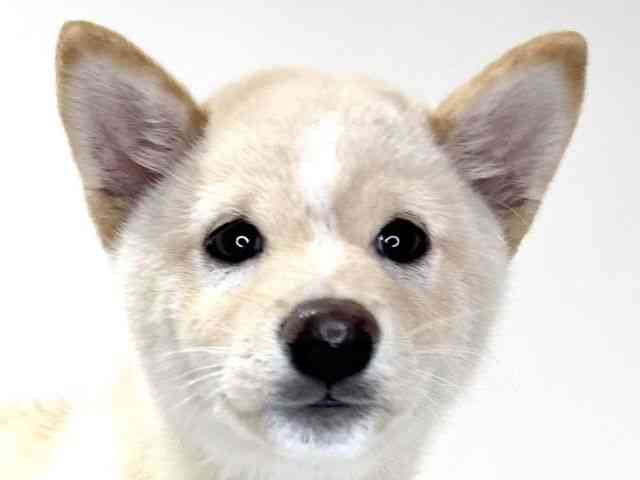 兵庫県の柴犬(標準サイズ) (ひごペットフレンドリーイトーヨーカドー明石店/2026年4月24日生まれ/男の子/白)の子犬の1枚目の画像