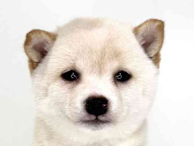 柴犬