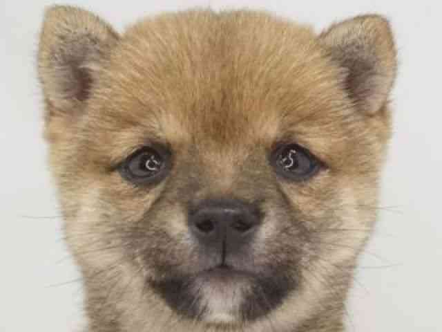 柴犬