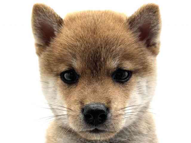 柴犬