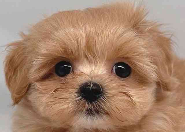 鳥取県のハーフ犬・ミックス犬 (ひごペットフレンドリーイオンモール鳥取北店/2026年4月28日生まれ/男の子/クリーム)の子犬