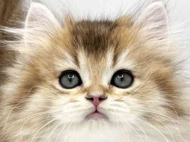 pet image