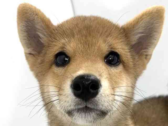大阪府の柴犬(標準サイズ) (ひごペットフレンドリーイズミヤショッピングセンター千里丘店/2026年5月1日生まれ/男の子/赤)の子犬の1枚目の画像