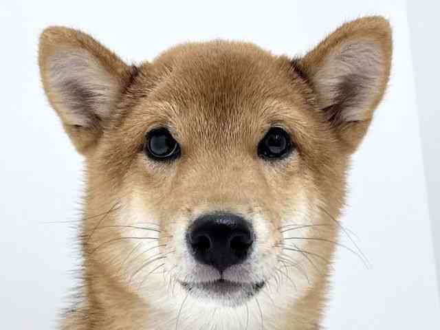 大阪府の柴犬(標準サイズ) (ひごペットフレンドリーくずはモール店/2026年5月1日生まれ/男の子/赤)の子犬の1枚目の画像