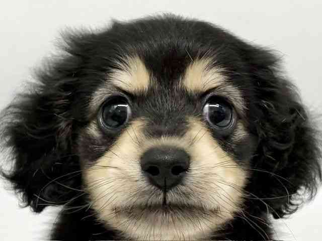 pet image