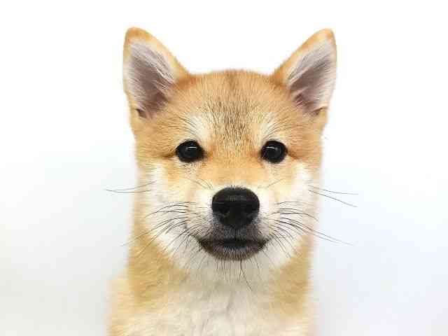 大阪府のポメ柴/豆ポメ/ポメ豆柴(ポメラニアン×柴犬) (ひごペットフレンドリー泉ヶ丘店/2026年5月2日生まれ/男の子/赤)の子犬の1枚目の画像