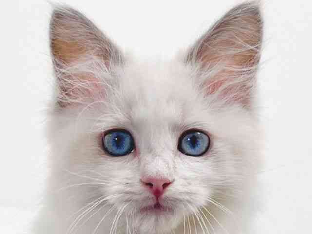 京都府のラグドール (ひごペットフレンドリーイズミヤショッピングセンター八幡店/2026年5月2日生まれ/女の子/ブルーポイントバイカラー)の子猫の1枚目の画像