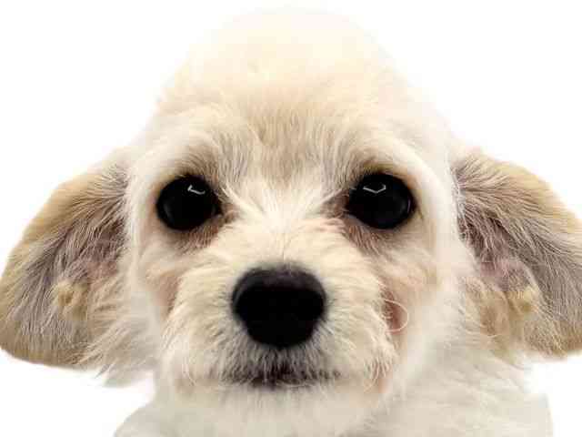 兵庫県のハーフ犬・ミックス犬 (ひごペットフレンドリークラウンパーク伊丹店/2026年5月2日生まれ/男の子/クリーム)の子犬の1枚目の画像