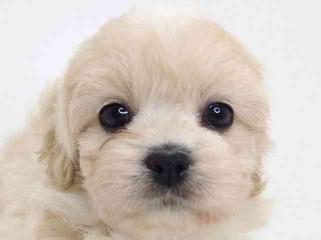 大阪府のハーフ犬・ミックス犬 (ひごペットフレンドリーいこらもーる泉佐野店/2026年4月30日生まれ/女の子/クリーム)の子犬の1枚目の画像