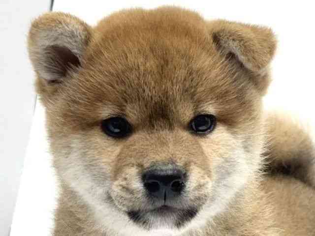 愛知県の柴犬(標準サイズ) (ひごペットフレンドリーヴィアモール アピタ江南西店/2026年5月1日生まれ/女の子/赤)の子犬の1枚目の画像