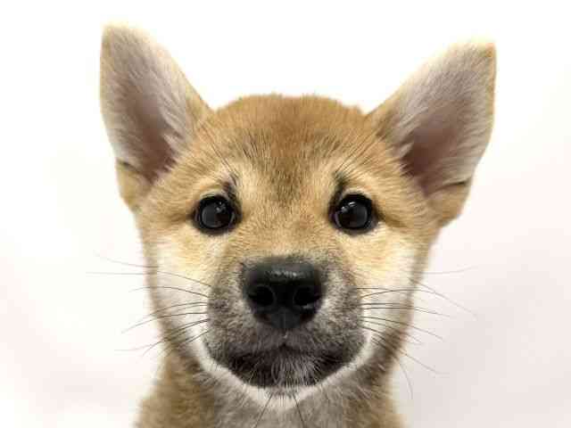 広島県の柴犬(標準サイズ) (ひごペットフレンドリーゆめタウン廿日市店/2026年5月3日生まれ/女の子/赤)の子犬の1枚目の画像