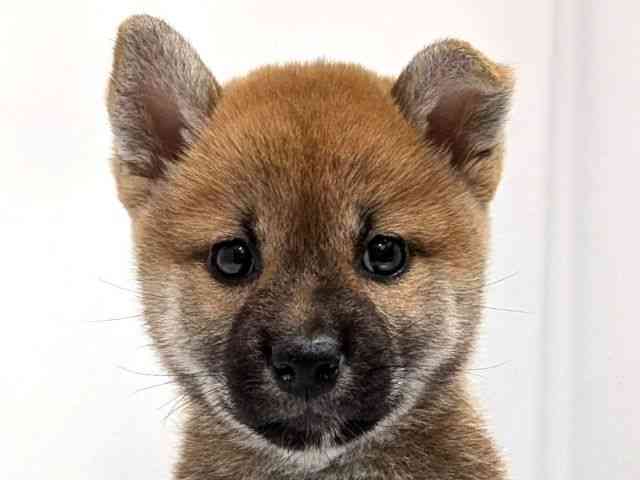 広島県の柴犬(標準サイズ) (ひごペットフレンドリーゆめタウン廿日市店/2026年5月3日生まれ/女の子/赤)の子犬
