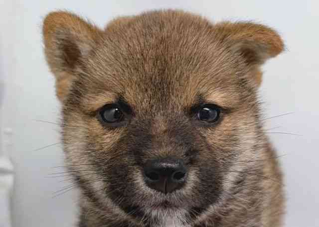 鳥取県の柴犬(標準サイズ) (ひごペットフレンドリーイオンモール鳥取北店/2026年5月3日生まれ/男の子/赤)の子犬の1枚目の画像