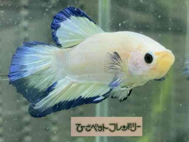 card-img