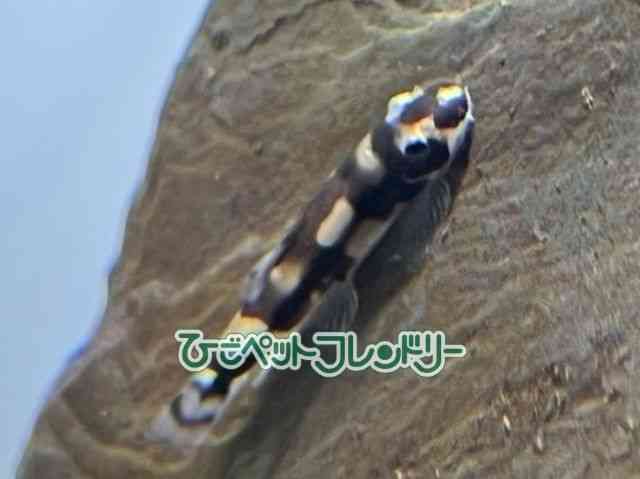 card-img