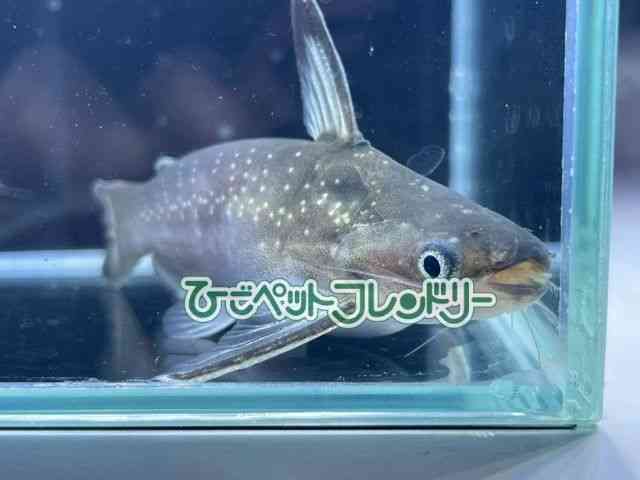 card-img