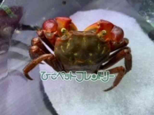 card-img