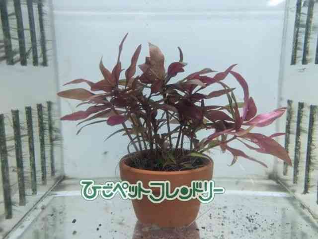 card-img