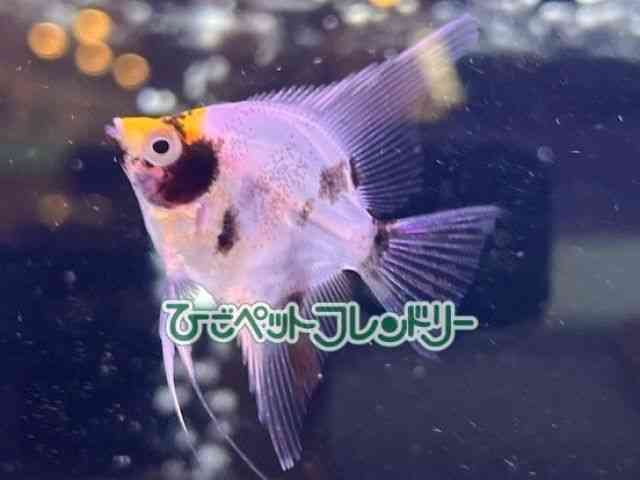 card-img