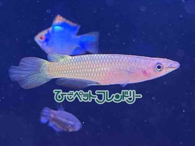 card-img