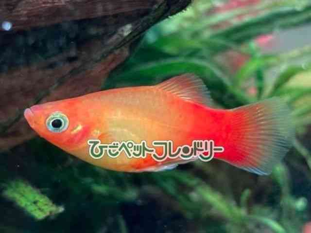 card-img