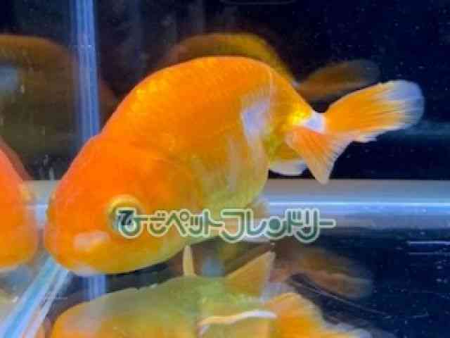 card-img