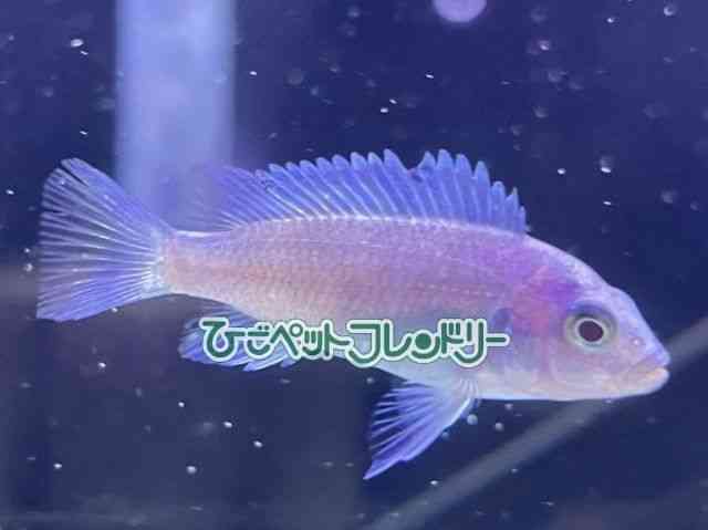 card-img