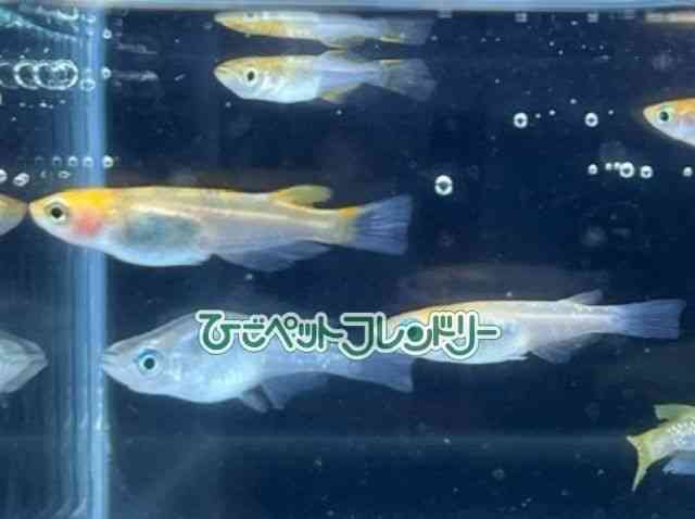 card-img